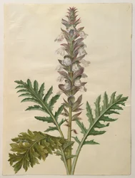 Acanthus mollis uit het album Gottorfer Codex, c.1650