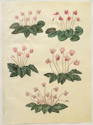Cyclamen purprascens uit het album Gottorfer Codex, c.1650