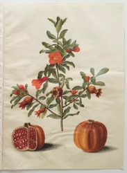 Punica granatum uit het album Gottorfer Codex, ca. 1650