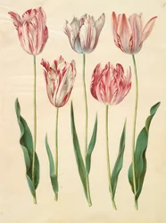 Tulipa gesneriana uit het album Gottorfer Codex, ca. 1650