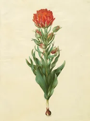 Tulipa gesneriana uit het album Gottorfer Codex, ca. 1650