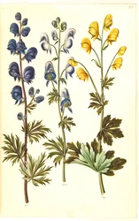 Aconitum napellus (?) (echte stormhoed); Aconitum variegatum, evt. Aconitum ×cammarum (?) (bonte stormhoed, evt. tuin-stormhoed); Aconitum anthora (fijnbladige stormhoed)