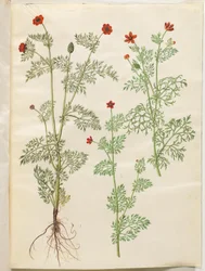 Adonis annua (herfst-adonis); Adonis aestivalis (zomer-adonis)