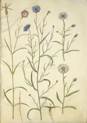 Agrostemma githago (bolderik); Centaurea cyanus (korenbloem)