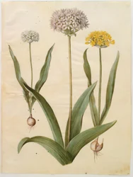 Allium moly (gouden look); Allium nigrum (zwarte look)