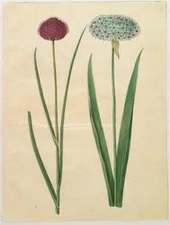 Allium sphaerocephalon (Middellandse Zee sierui); Allium nigrum (zwarte ui)