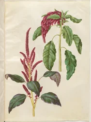 Amaranthus cruentus (rode amarant); Amaranthus caudatus (kattenstaartamarant)