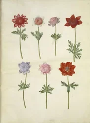 Anemone coronaria (kroonanemoon)