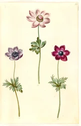 Anemone coronaria (Franse anemoon)