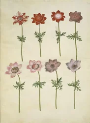 Anemone coronaria (Franse anemoon)