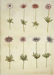 Anemone pavonina (pauwenanemoon)