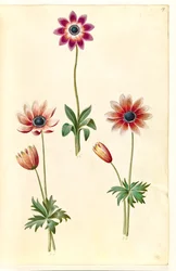 Anemone pavonina (pauwenanemoon)