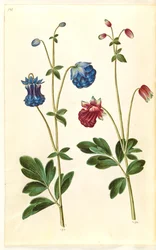 Aquilegia vulgaris (gewone akelei)