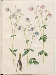 Aquilegia vulgaris (gewone akelei)