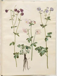 Aquilegia vulgaris (gewone akelei)