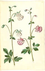 Aquilegia vulgaris (gewone akelei)