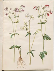 Aquilegia vulgaris (gewone akelei)
