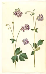 Aquilegia vulgaris (gewone akelei)