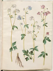 Aquilegia vulgaris (gewone akelei)