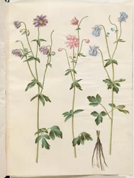 Aquilegia vulgaris (gewone akelei)