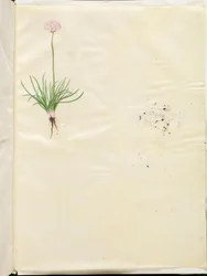 Armeria maritima (Gewoon Engels Gras)