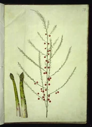 Asparagus officinalis (gewone asperge)