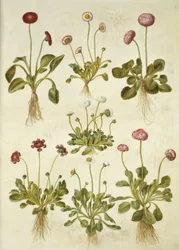 Bellis perennis (gewone madelief)