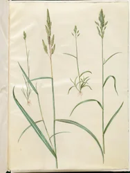Bromus hordeaceus (zachte haver); Phalaris arundinacea (rietgras)