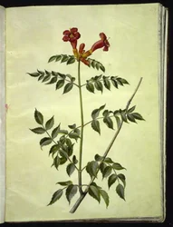 Campsis radicans (gewone trompetbloem)