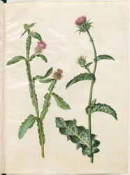 Centaurea seridis; Silybum marianum (gewone mariadistel)