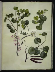 Cercis siliquastrum (gewone judasboom)