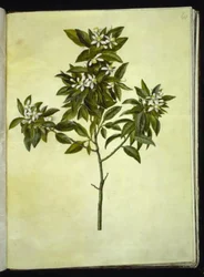 Citrus aurantium (pomerans)