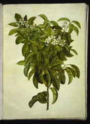 Citrus limon (gewone citroen)