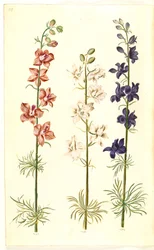 Consolida ajacis (tuinridderspoor)