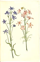 Consolida regalis (koningsridderspoor)
