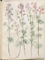 Consolida regalis (korenridderspoor)