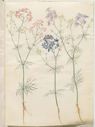 Consolida regalis (koren-ridderspoor)