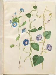 Convolvulus tricolor (driekleurige winde); Ipomoea purpurea (paarse winde)