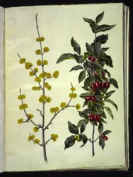 Cornus mas (gele kornoelje)