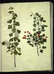 Crataegus laevigata (gewone meidoorn)