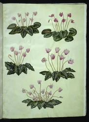 Cyclamen purpurascens (echte alpenviool); Cyclamen hederifolium (klimopbladige alpenviool)