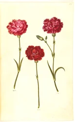 Dianthus caryophyllus (tuinanjer)