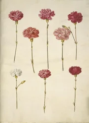 Dianthus caryophyllus (tuinanjer)
