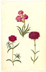 Dianthus caryophyllus (tuinanjer)