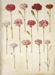 Dianthus caryophyllus (tuinanjer)