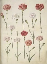Dianthus caryophyllus (anjer)