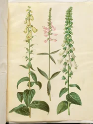 Digitalis grandiflora (grootbloemige vingerhoedskruid); Physostegia virginiana (draaiende bloem); Digitalis purpurea (gewone vingerhoedskruid)