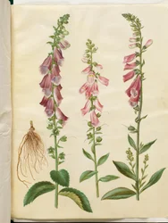 Digitalis purpurea (gewoon vingerhoedskruid)