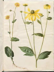 Doronicum pardalianches (hartbladige gemserod); Rudbeckia laciniata (ingesneden zonnehoed)