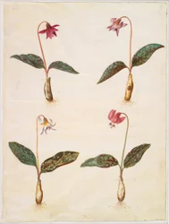 Erythronium dens-canis (echte hondentand)